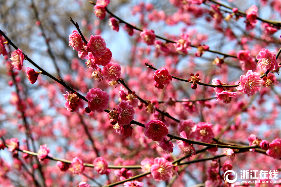 老鷹官方：今日迎戰尼克斯 特雷-楊&大衛-羅迪出戰比賽 亨特缺陣